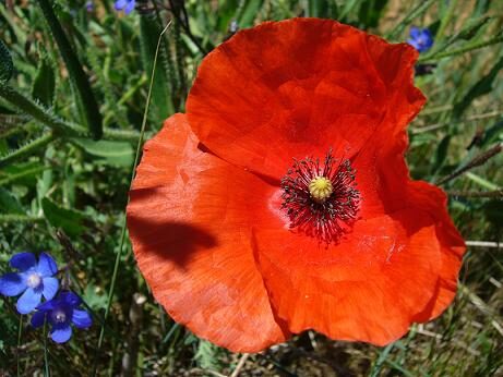 La coquelicot rouge
